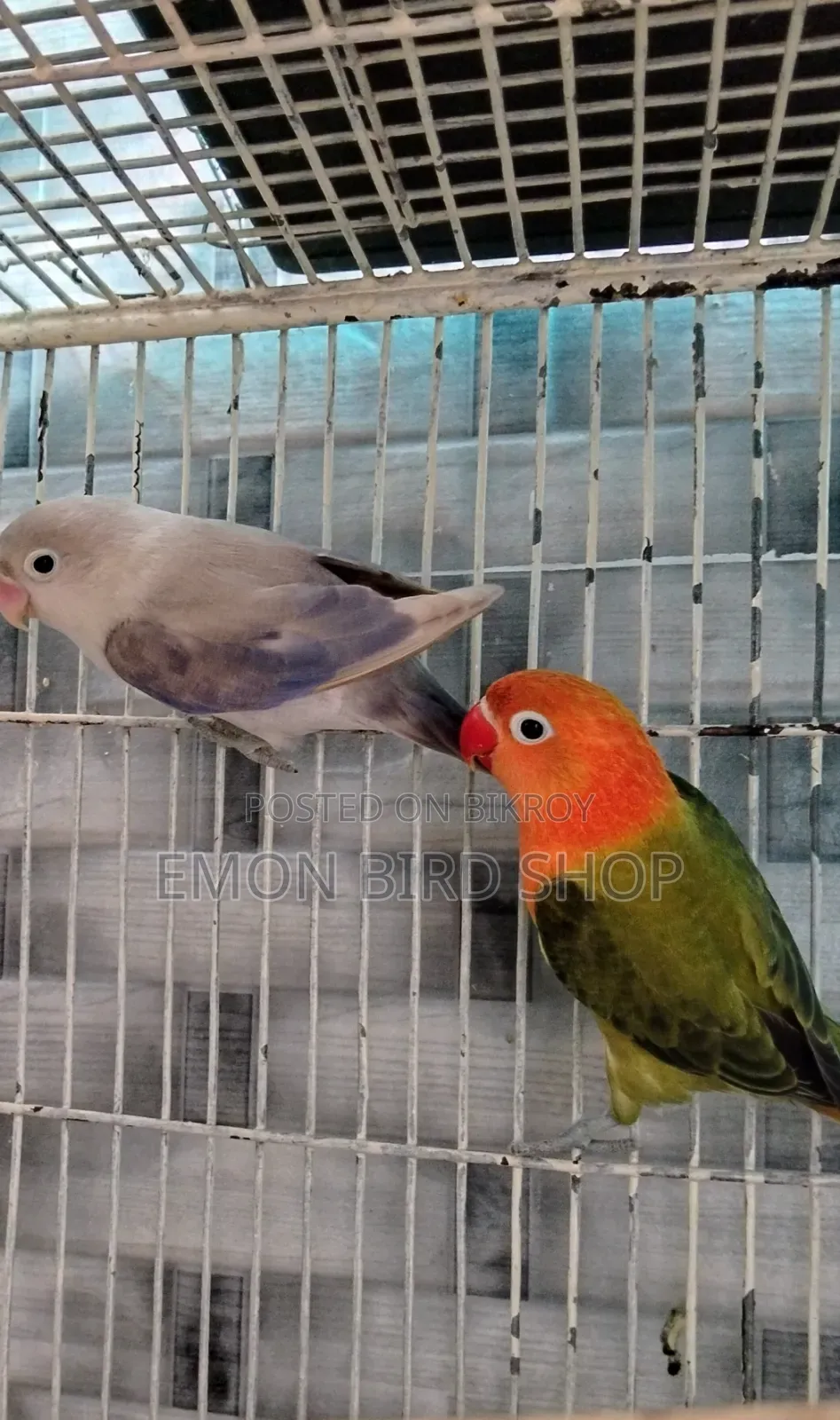 Lovebird for Sale