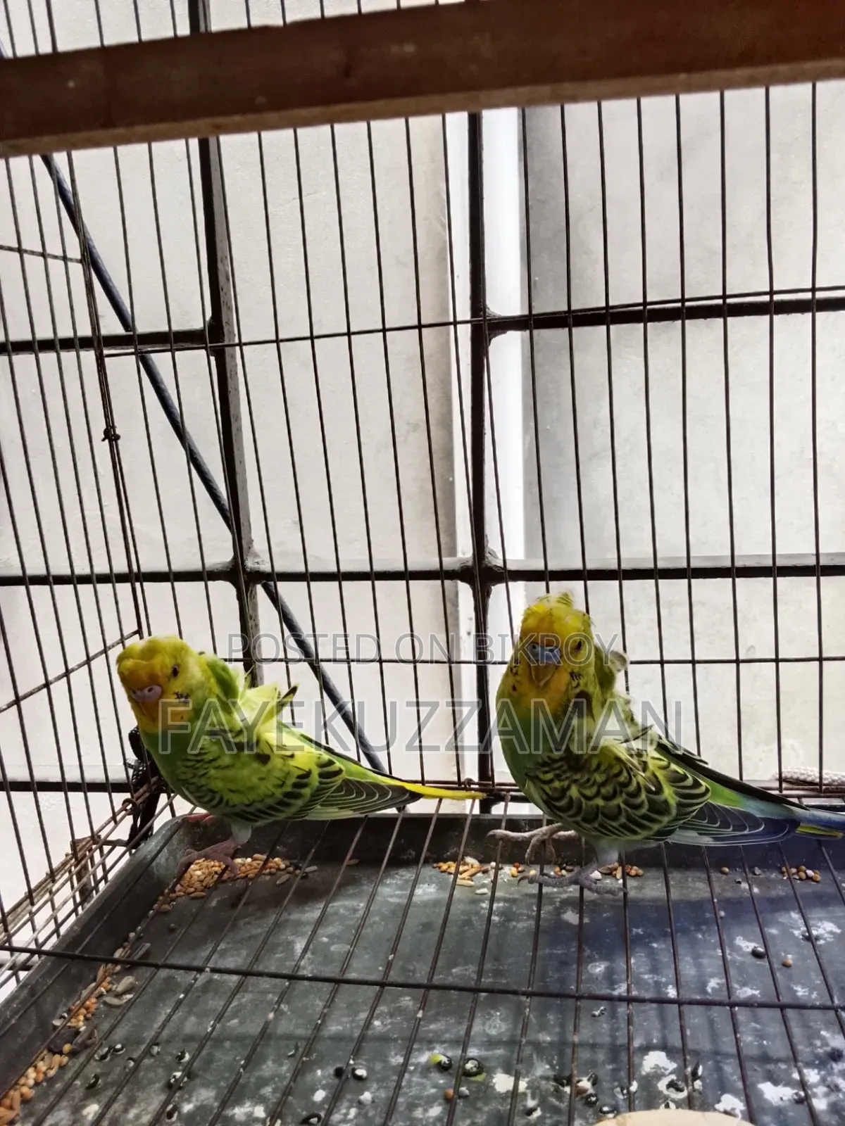 JP Budgerigar Bird for Sale