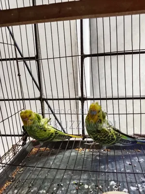 JP Budgerigar Bird for Sale