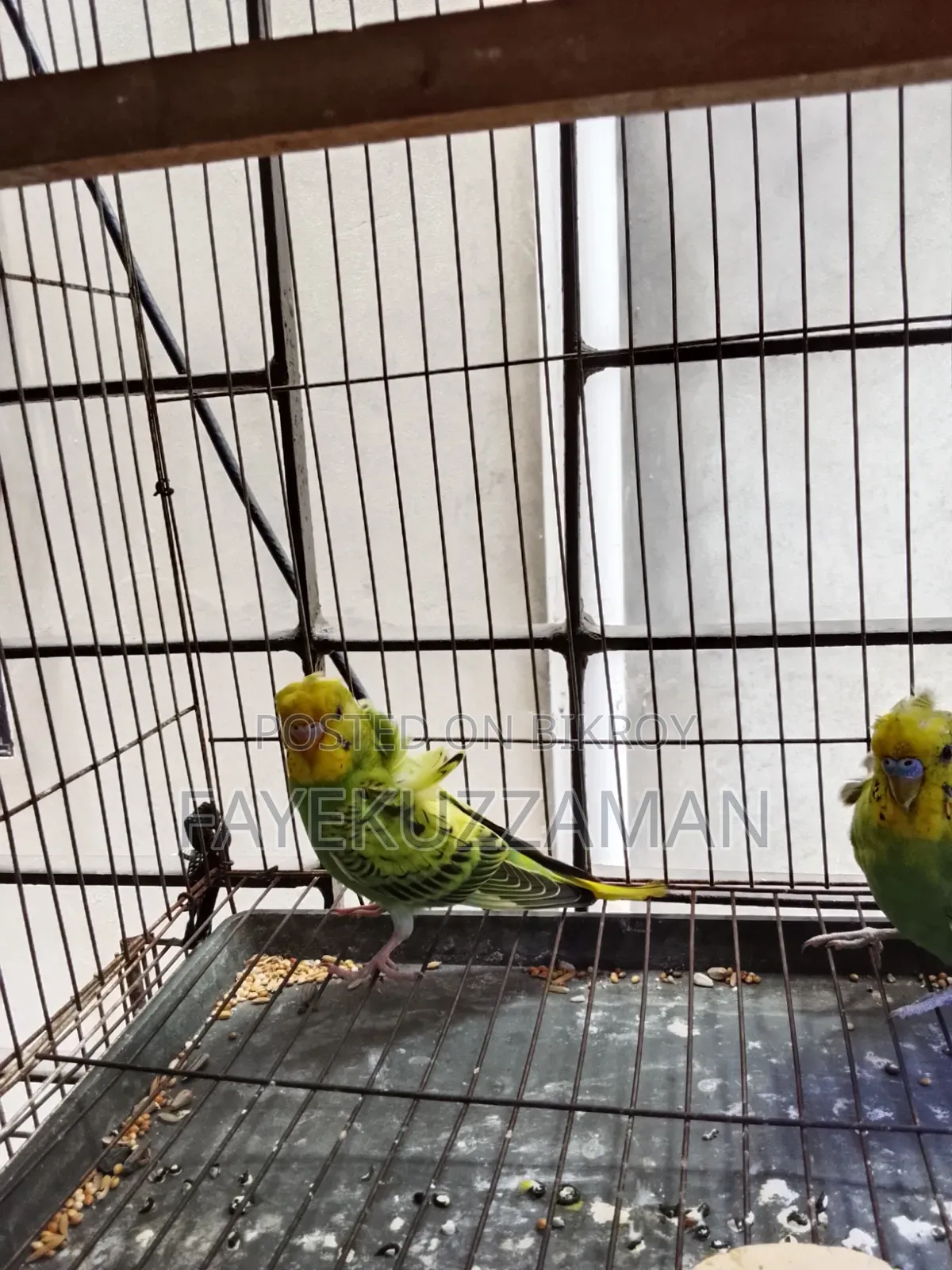 JP Budgerigar Bird for Sale