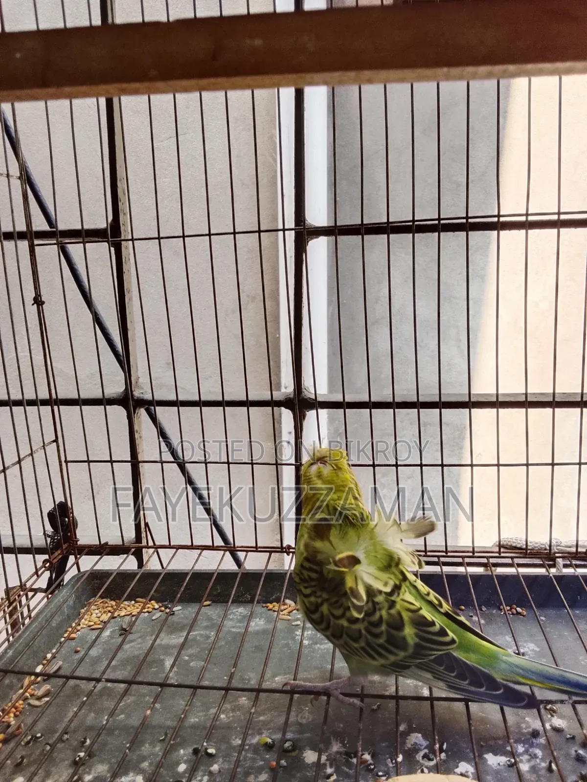 JP Budgerigar Bird for Sale