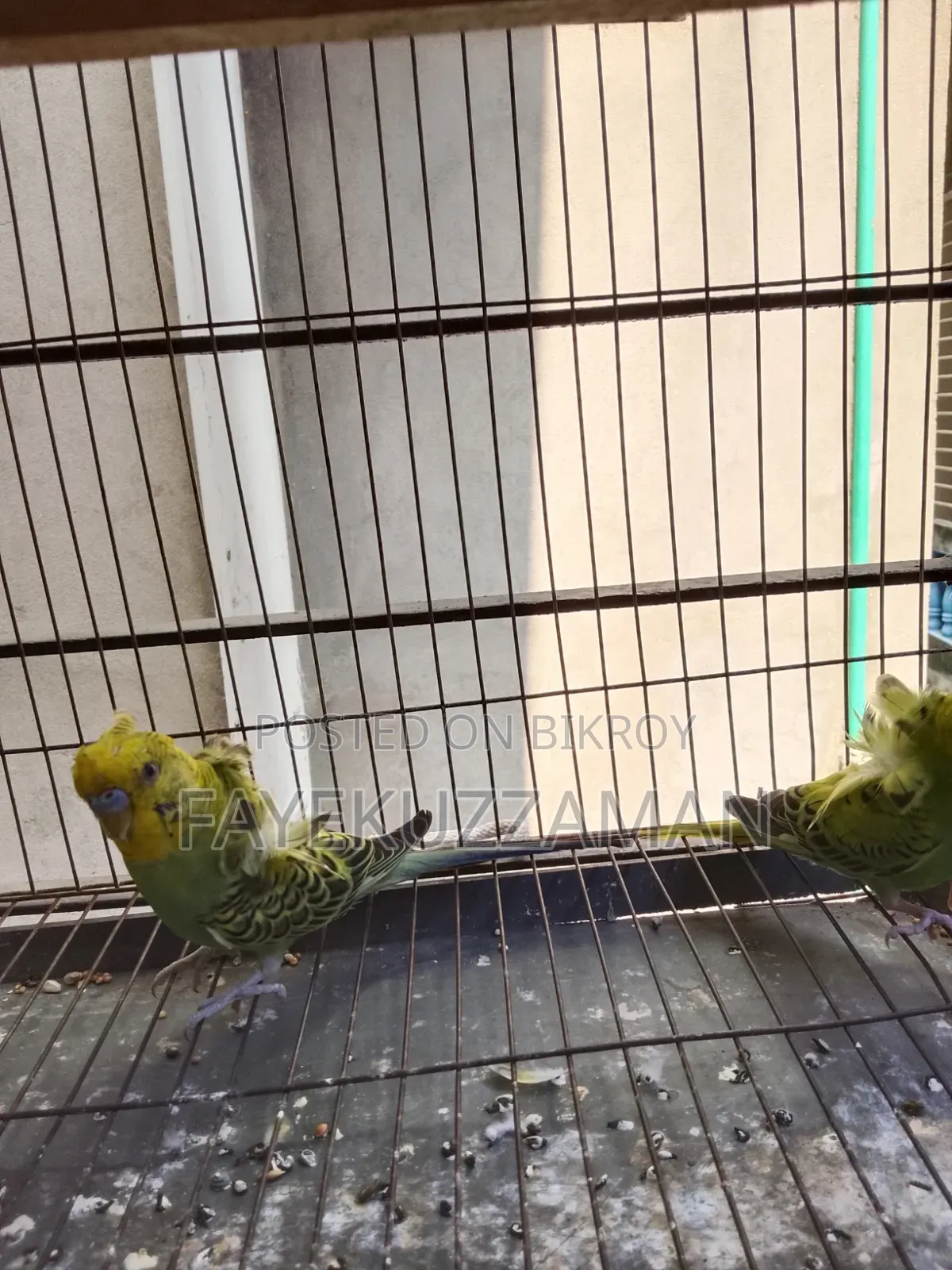JP Budgerigar Bird for Sale