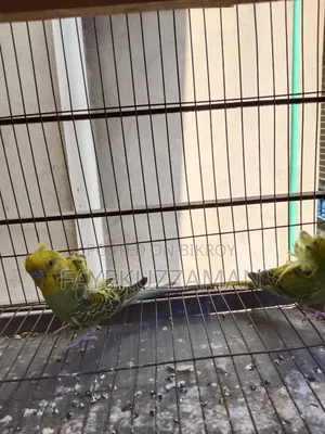 JP Budgerigar Bird for Sale