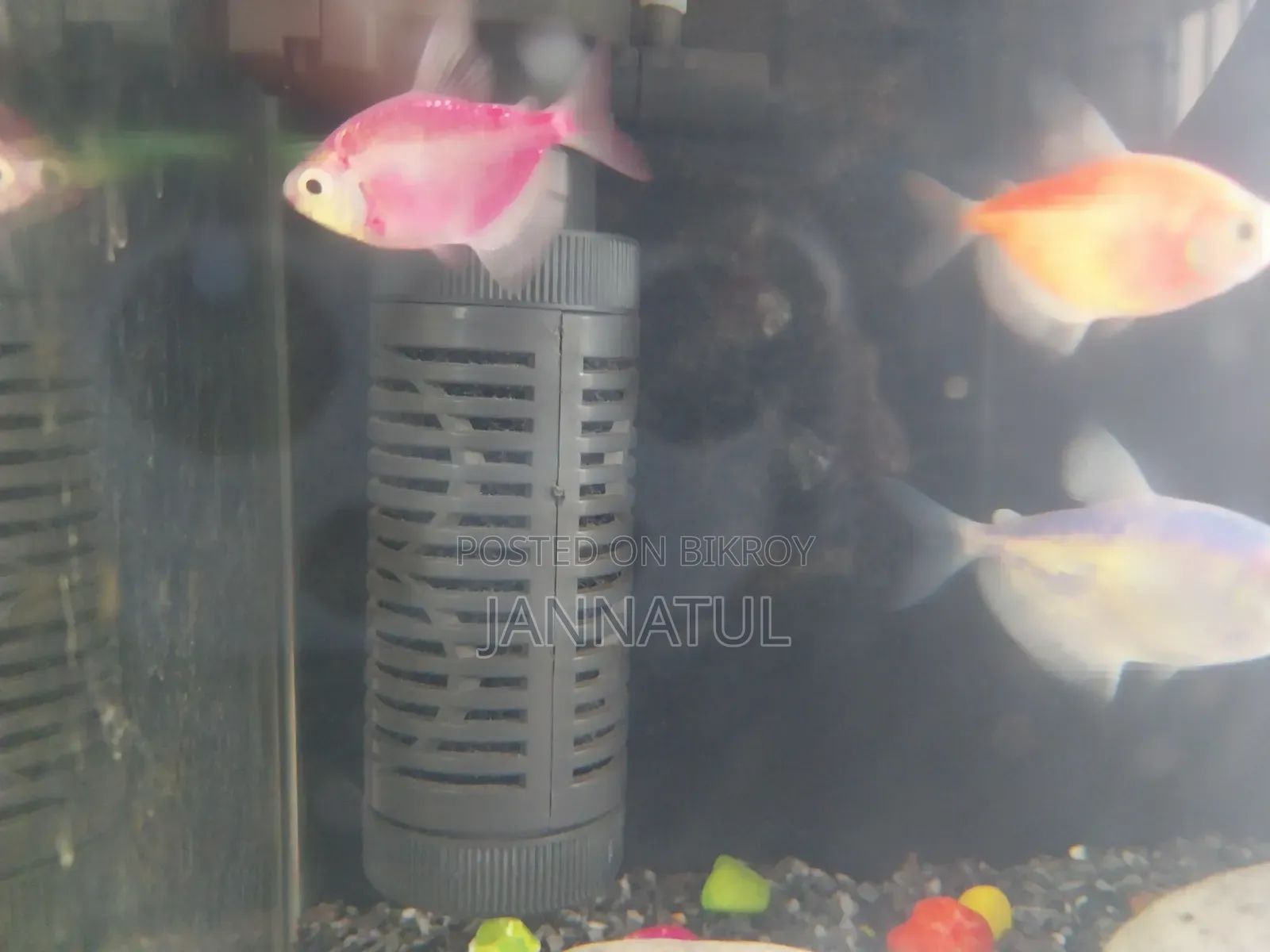 Aquarium Set With Fish.