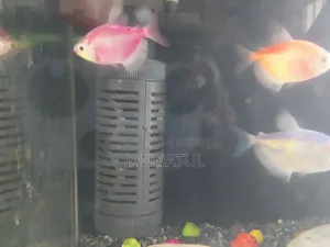 Aquarium Set With Fish.