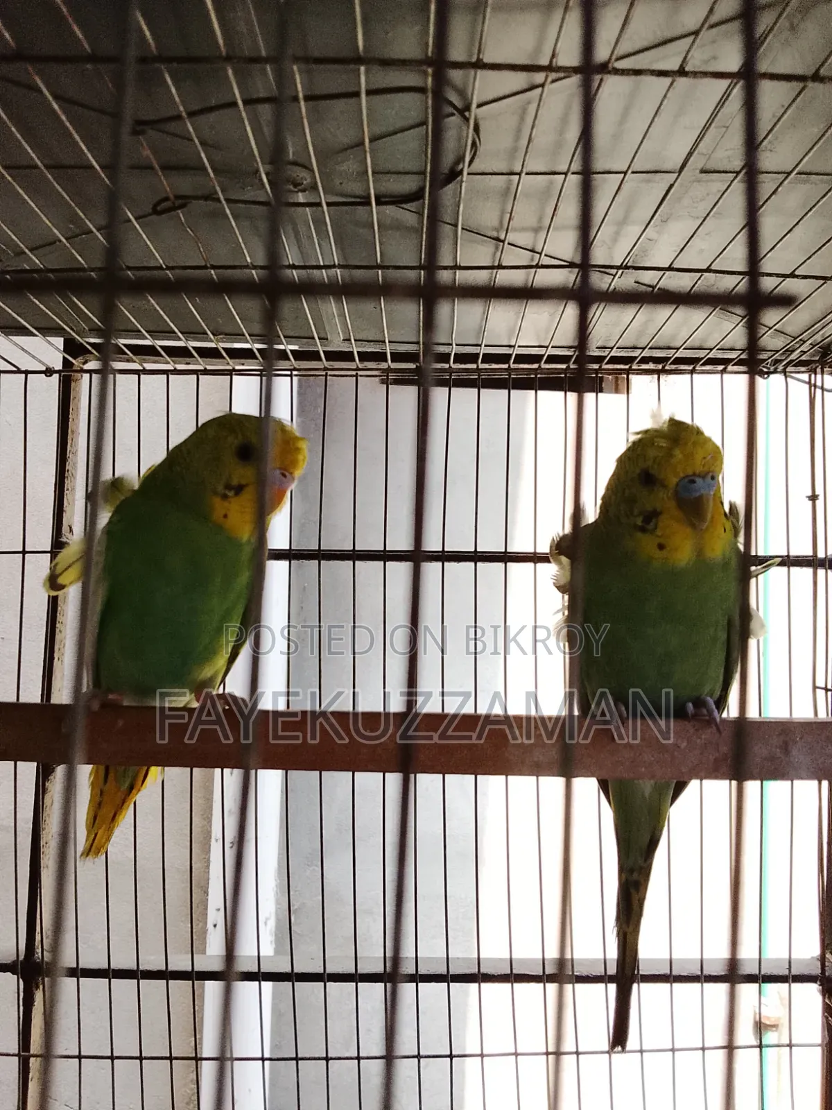 JP Budgerigar Bird for Sale