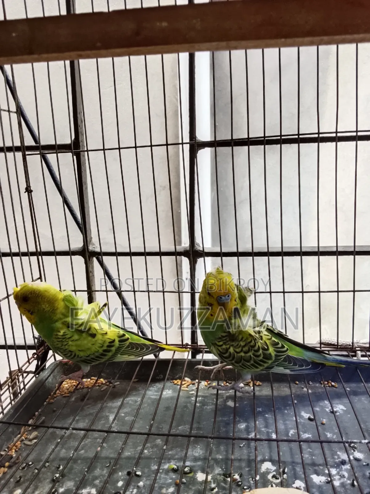 JP Budgerigar Bird for Sale
