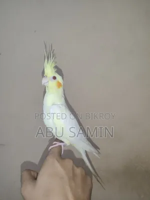 Full Tamed Male Cockatiel