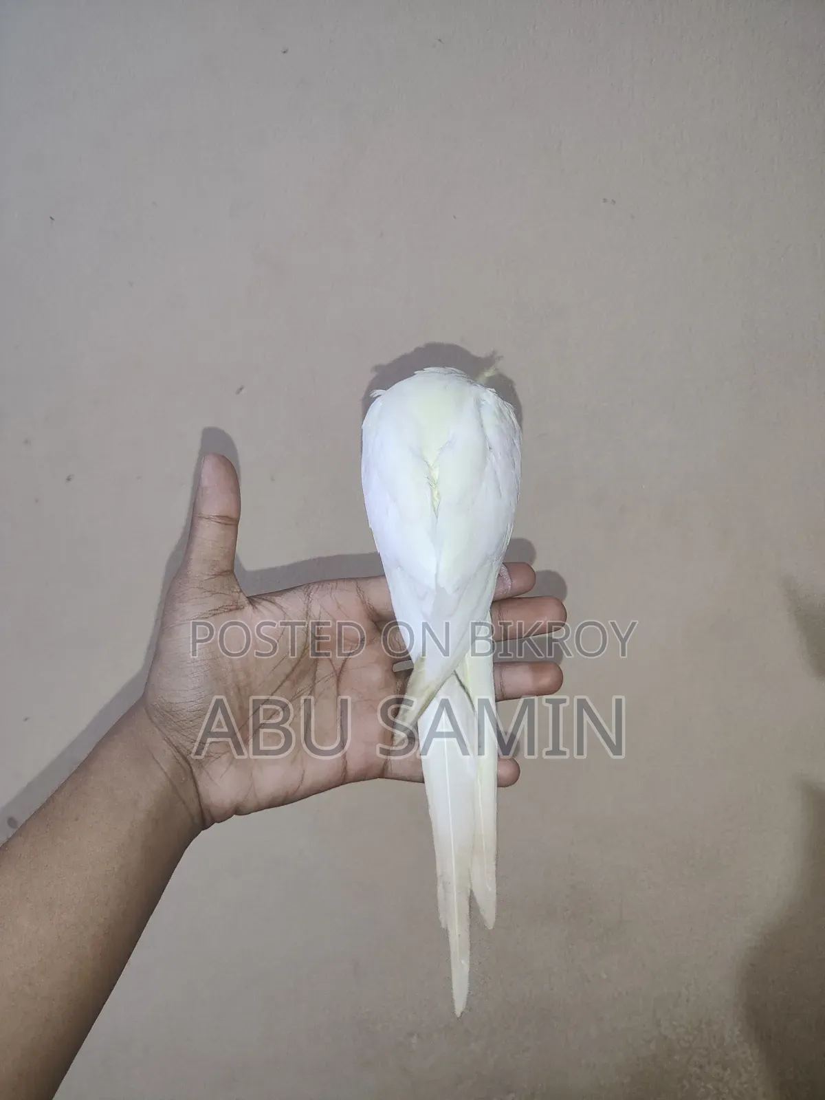 Full Tamed Male Cockatiel