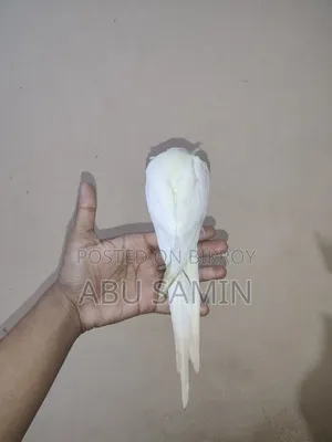 Full Tamed Male Cockatiel