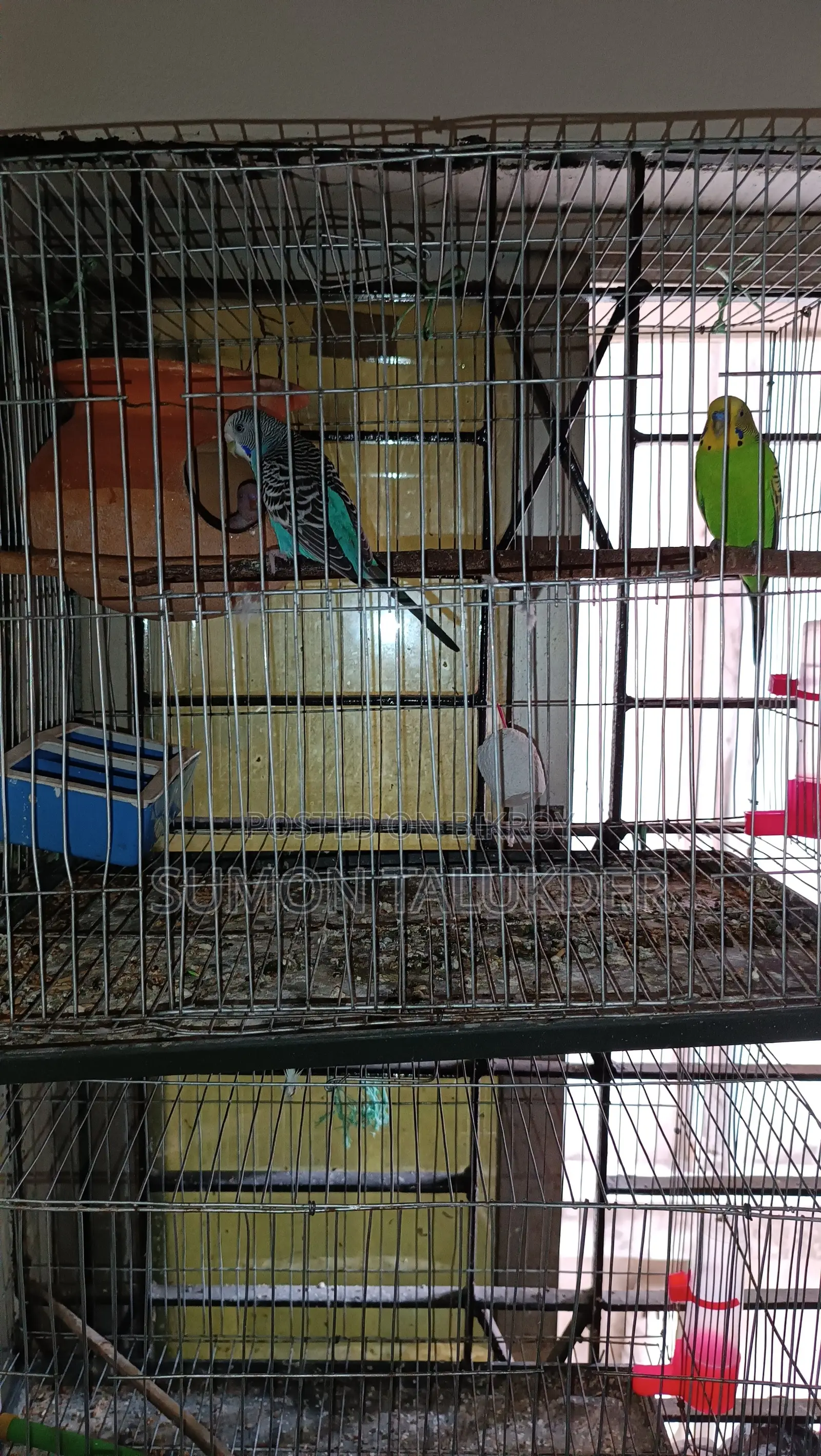 Budgerigar Bird