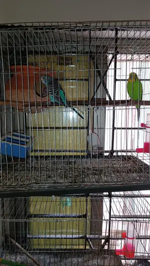 Budgerigar Bird