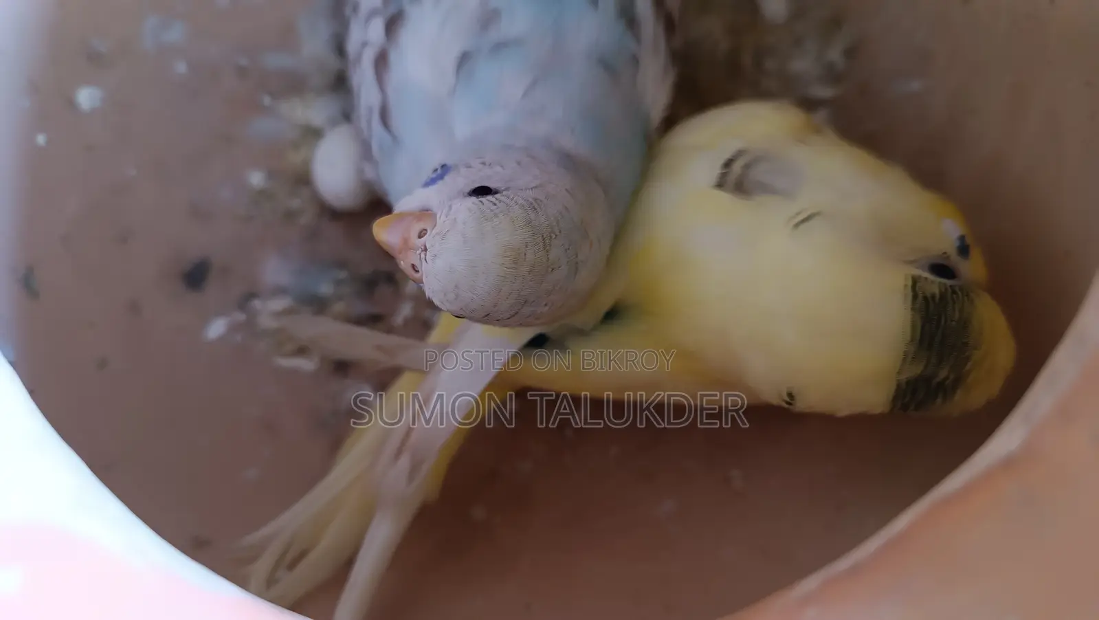 Budgerigar Bird
