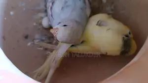 Budgerigar Bird