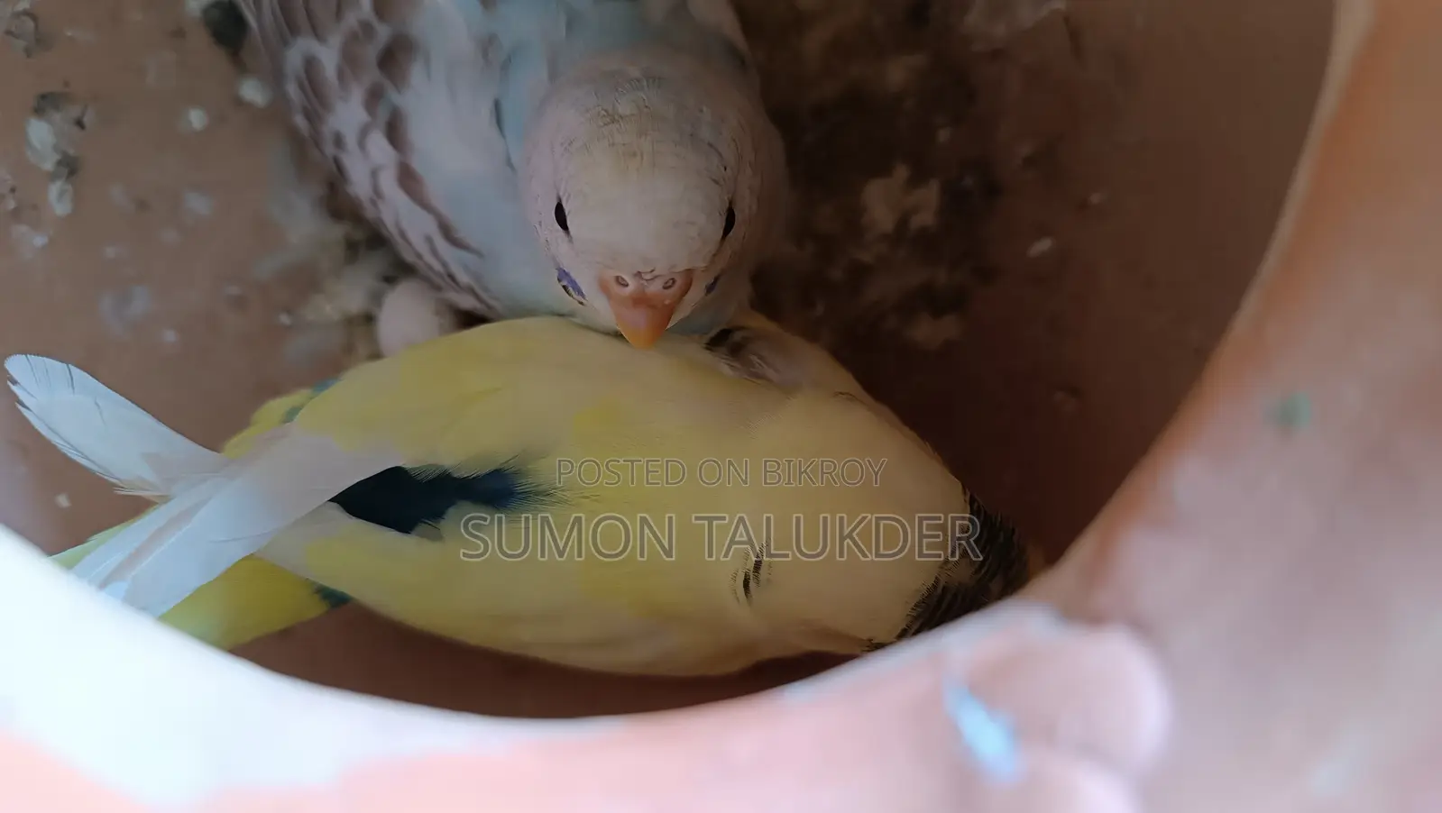 Budgerigar Bird