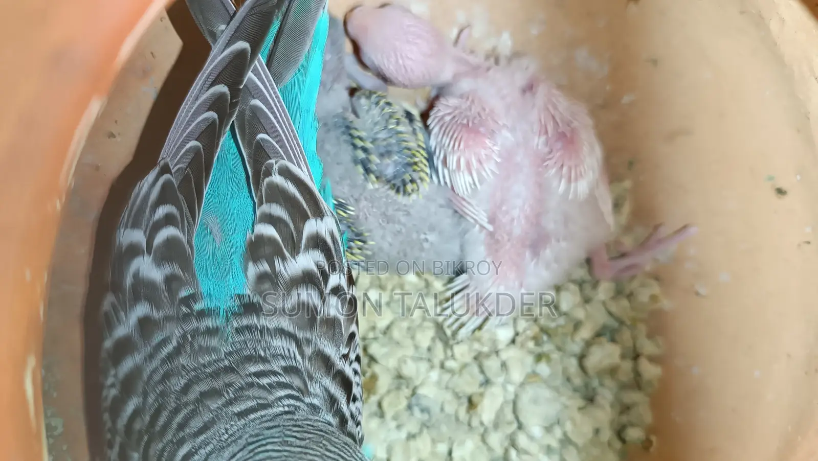Budgerigar Bird