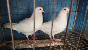 Indian Kagji Pigeon