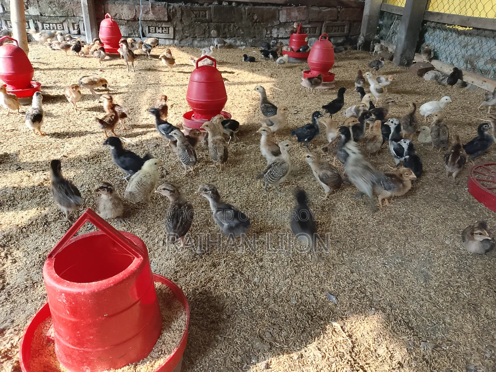 দেশী মুরগি