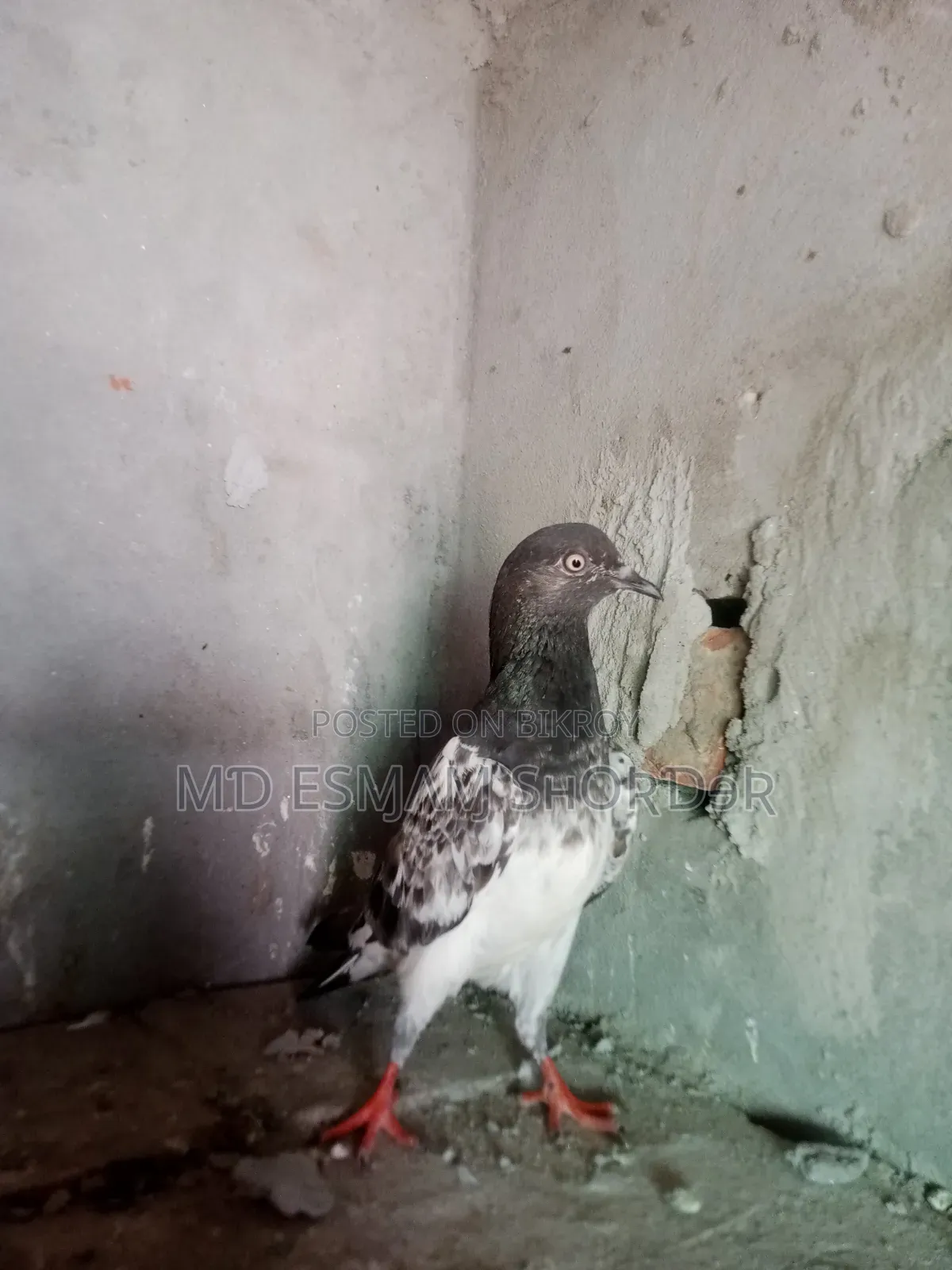 Royal Teddy