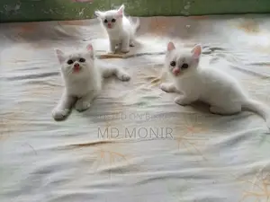 1-3 Months Female Mixed Breed Persian