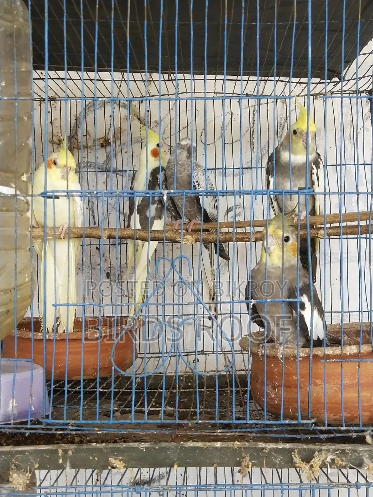 5 Cockatiels and 3 Budgies at a low price