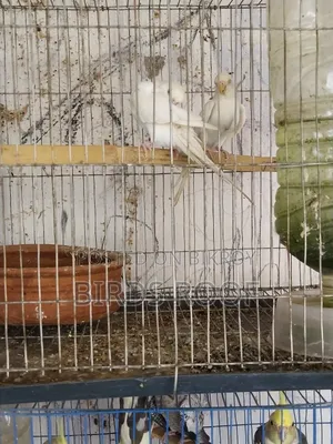 5 Cockatiels and 3 Budgies at a low price