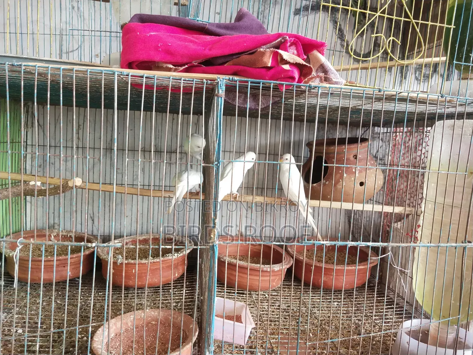 5 Cockatiels and 3 Budgies at a low price