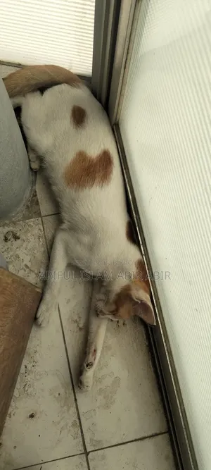 3-6 Months Male Mixed Breed Bengal
