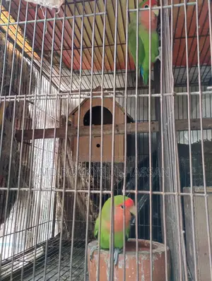 Running Pair Love Bird
