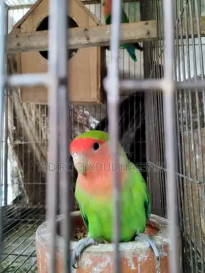 Running Pair Love Bird
