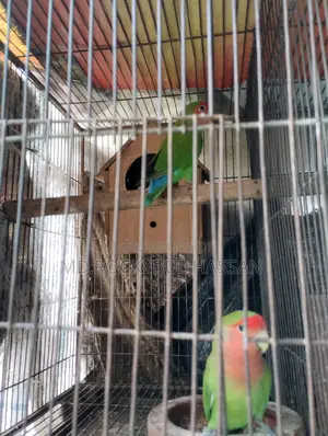 Running Pair Love Bird