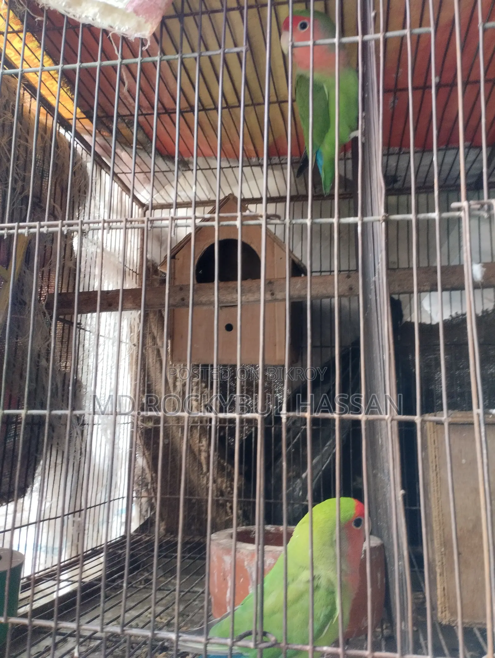Running Pair Love Bird
