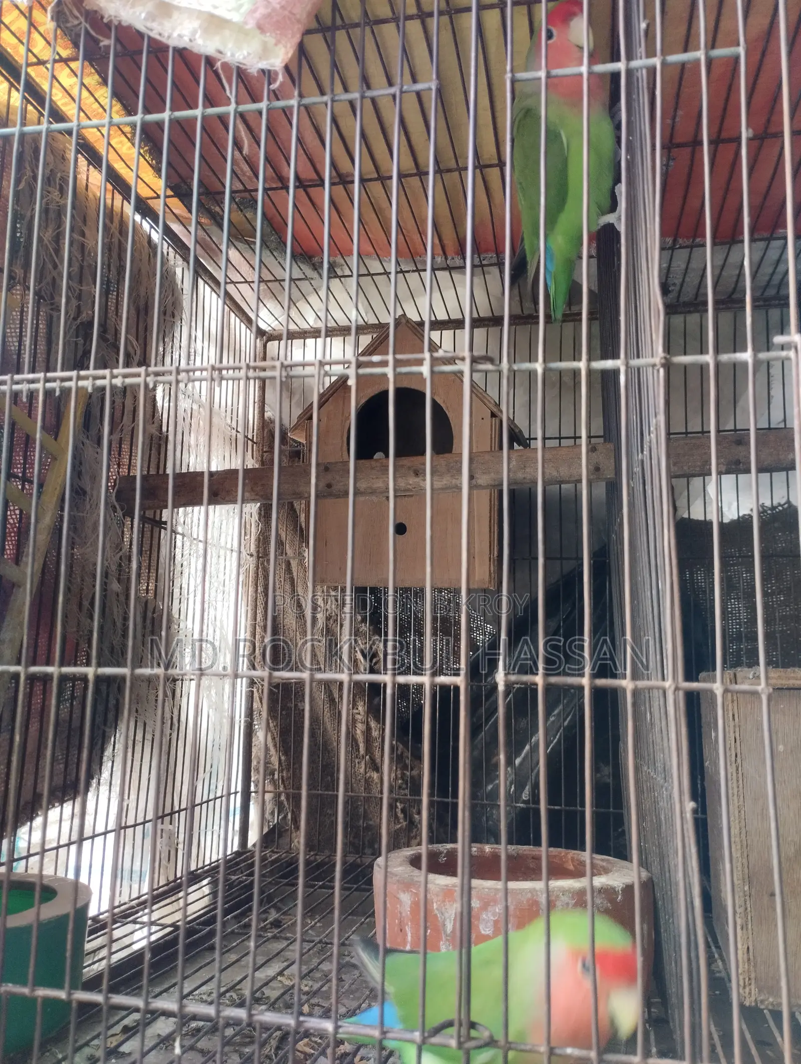 Running Pair Love Bird