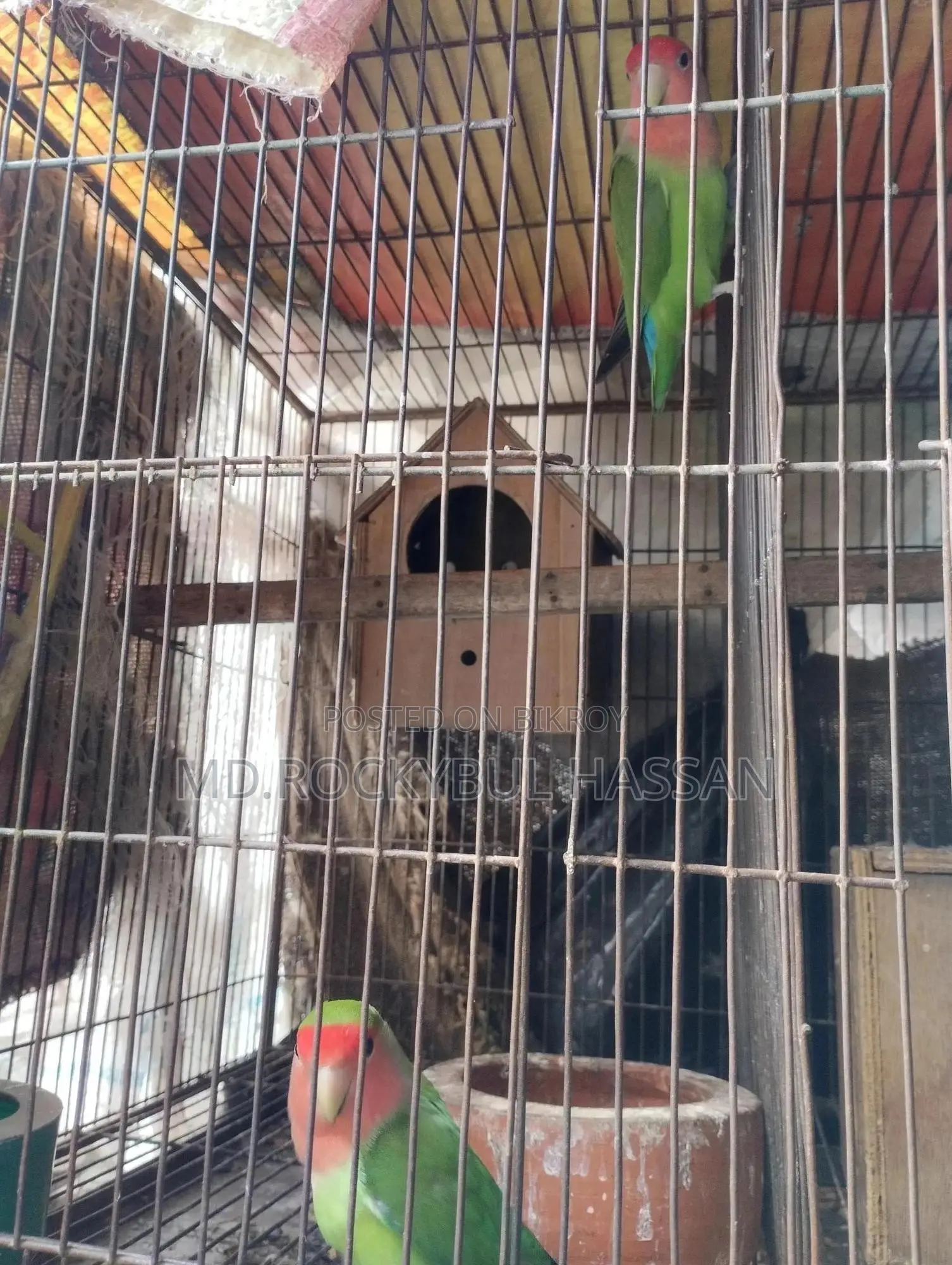 Running Pair Love Bird