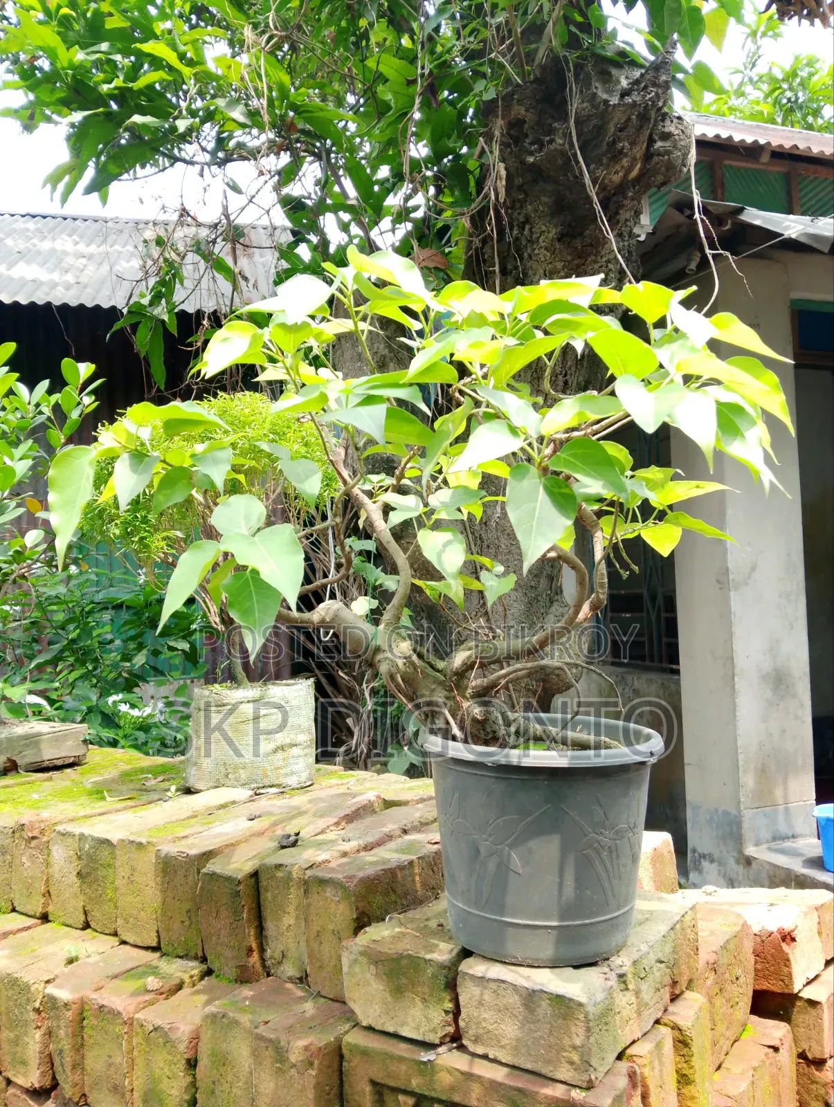 Bonsai Banyan Tree for sale