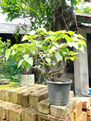 Bonsai Banyan Tree for sale