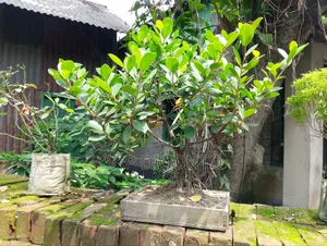 Bonsai Banyan Tree for sale