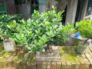 Bonsai Banyan Tree for sale