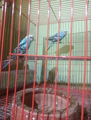Budgerigar Bird