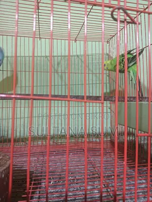 Budgerigar Bird