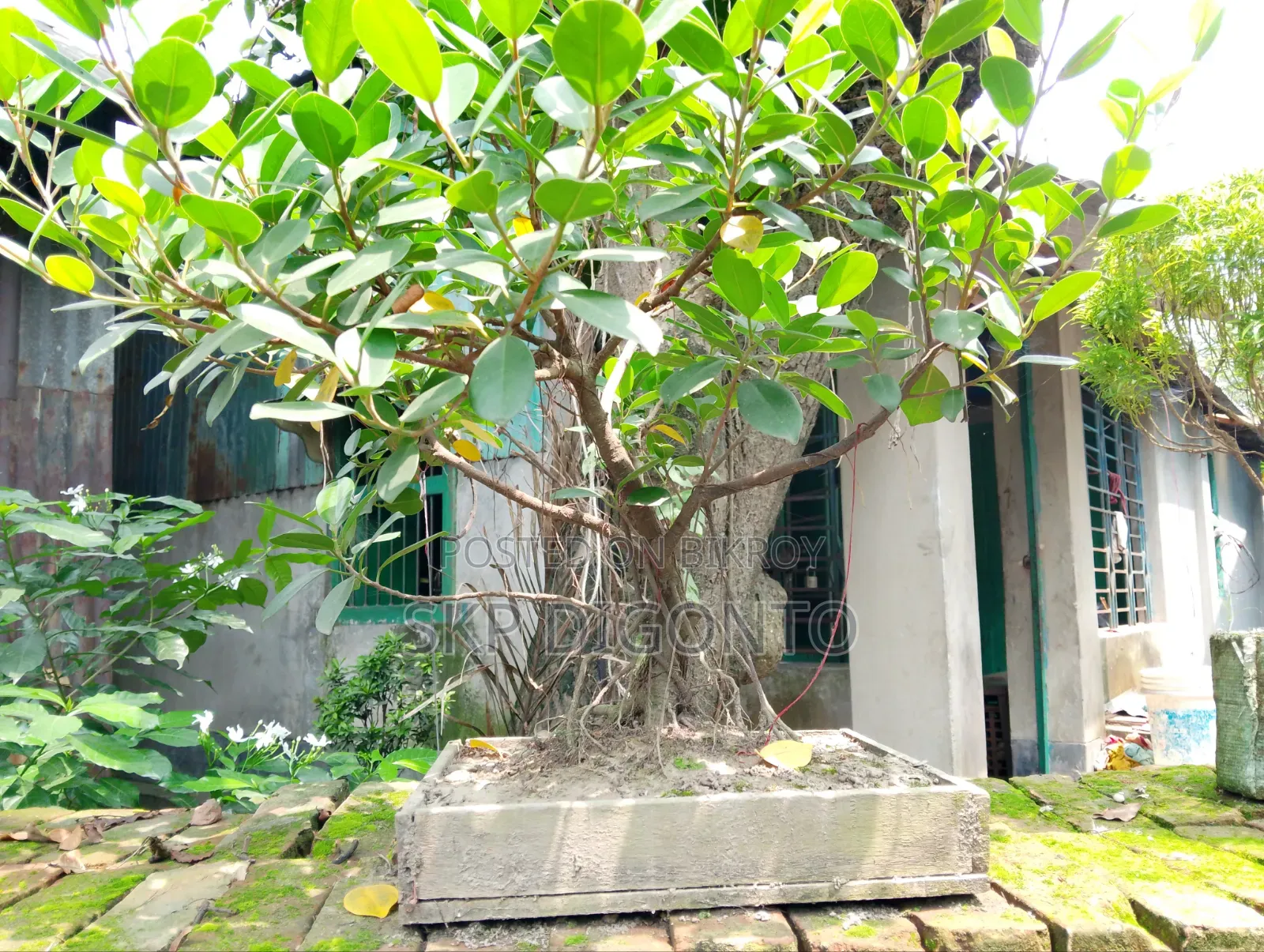 Bonsai Banyan Tree for sale