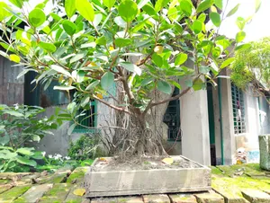 Bonsai Banyan Tree for sale