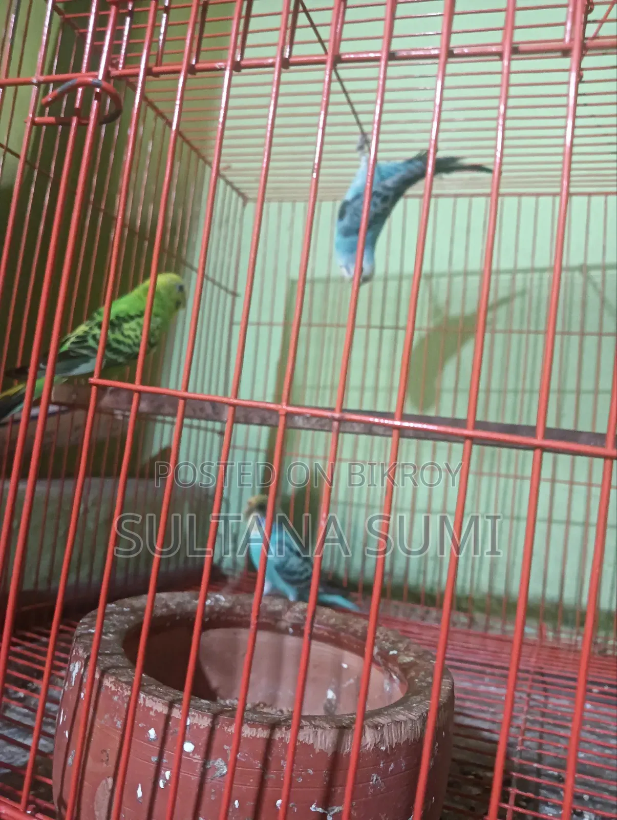 Budgerigar Bird