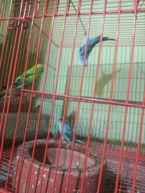 Budgerigar Bird