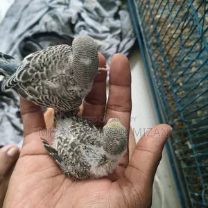 Budgerigar master pair with 2 chicks