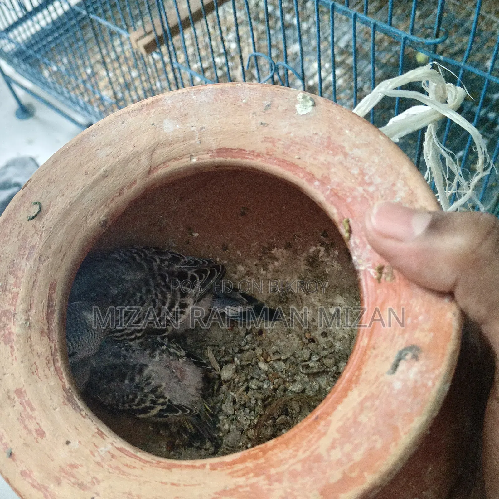 Budgerigar master pair with 2 chicks