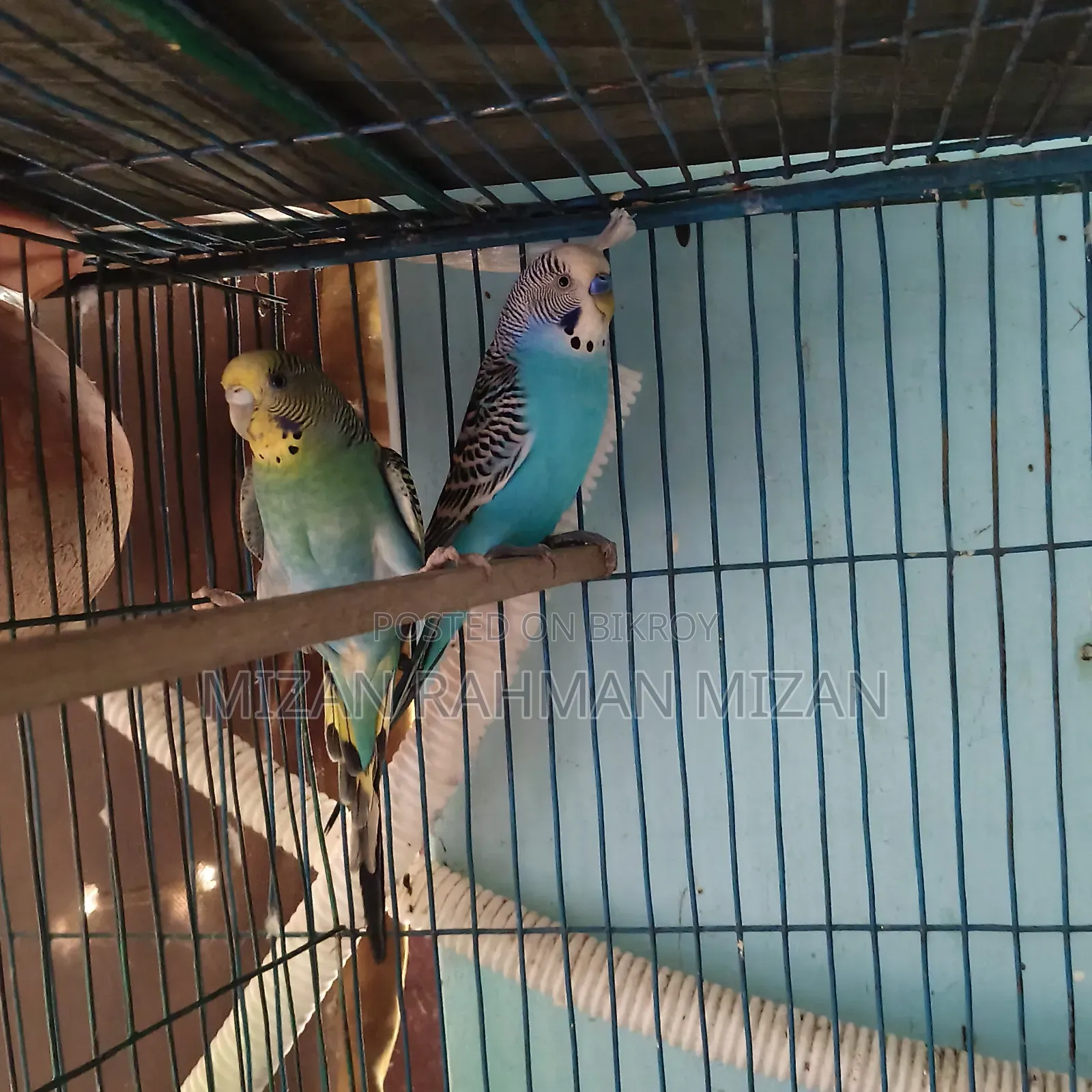 Budgerigar master pair with 2 chicks