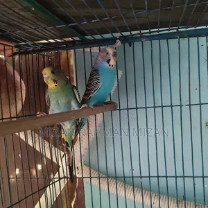Budgerigar master pair with 2 chicks
