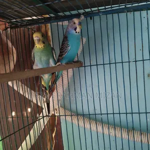 Budgerigar master pair with 2 chicks