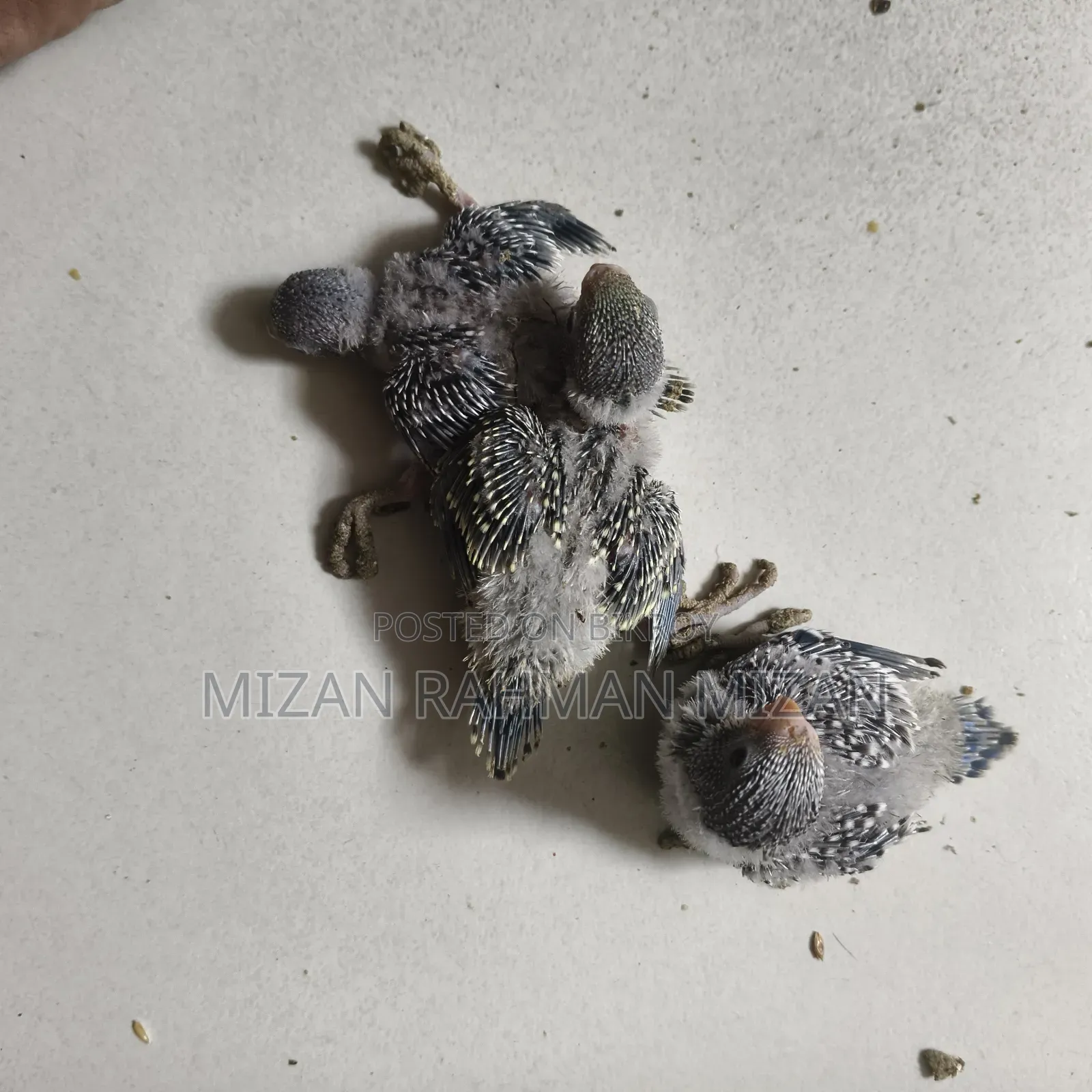 Budgerigar master pair for sale with 3 chicks